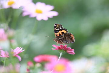 a butterfly sitting on a petal. 멋쟁이나비.