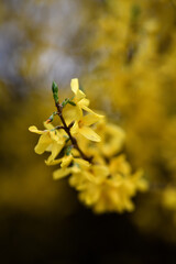 Postkartenmotiv Forsythien Strauch im Garten. Frühlingblüher Busch mit gelben Blütenknospen vor unscharfem Hintergrund mit Textfreiraum