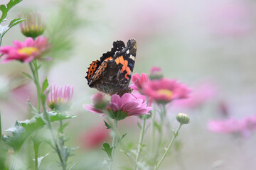 a butterfly sitting on a petal. 멋쟁이나비.