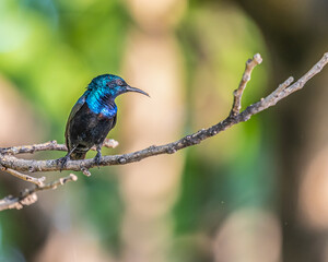 Naklejka premium A Purple Sunbird