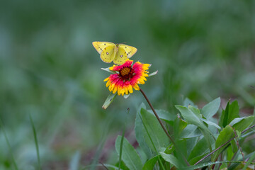a butterfly sitting on a petal. 노랑나비.