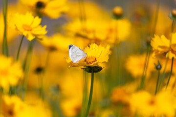 a butterfly sitting on a petal. 흰나비.