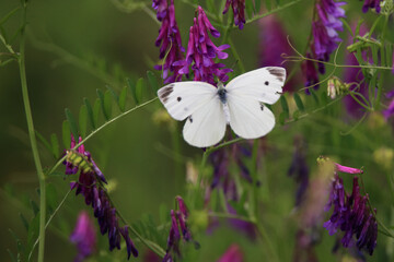 a butterfly sitting on a petal. 흰나비.