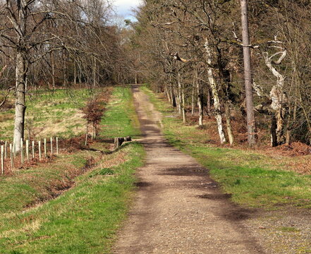 Landscape - woodland track