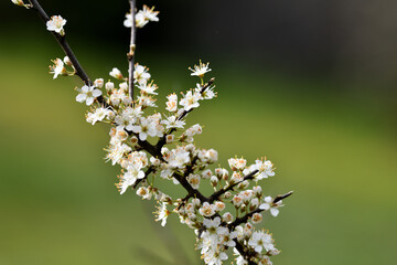 Frohe Postkartenmotive im Garten. Weiße Frühlingblüher Büsche und Blumen an Pfingsten in...