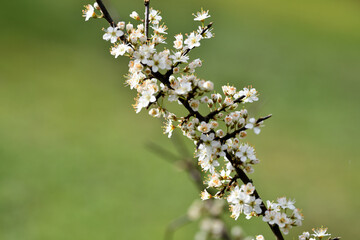 Postkartenmotive im Garten. Weiße Frühlingblüher Büsche und Blumen in schönen Farben vor grünem Hintergrund mit Textfreiraum