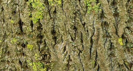 Beautiful close-up of the bark of populus laurifolia