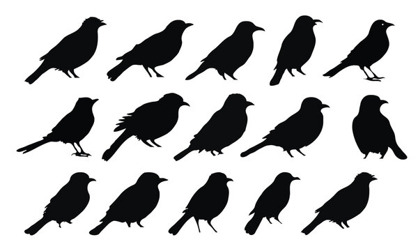 Set of black bird silhouettes. Vector elements for design