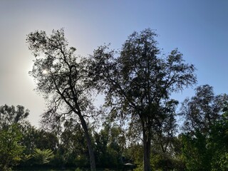 trees in the morning