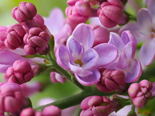 Obraz premium Macro view of lilac buds just before bloom