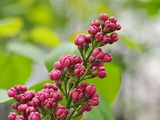 Macro view of lilac buds just before bloom