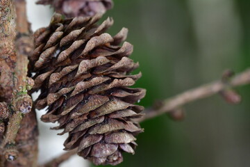 Close up of a pine cone