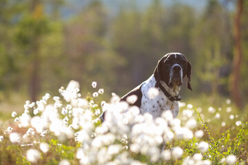 Dog english pointer