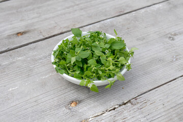 White bowl with fresh chickweed on a wooden background