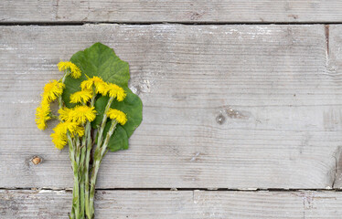 fresh coltsfoot on a wooden background with copy space