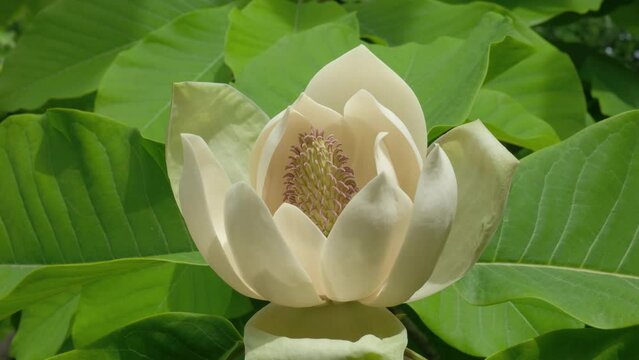 Magnolia flower blooms on a sunny day against a background of green leaves. High quality 4k footage