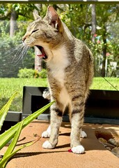 A tabby cat stands within a screened pool patio, its head turned left, mouth wide in a yawn, with...