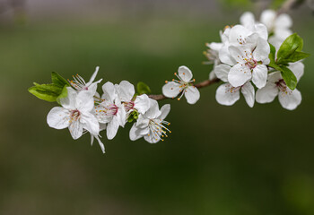 a branch of a flowering fruit tree on a green background