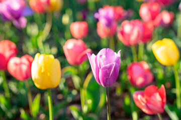 colorful tulip flowers grow in the plot,selective focus
