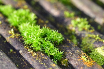Macro photography of a green moss on the ground