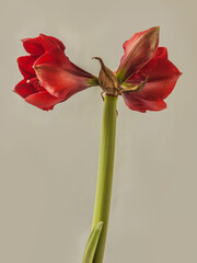 Bud dark red Hippeastrum (amaryllis) "Velvet  Nymph"