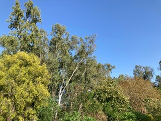 pine tree in the forest