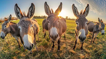  Three donkeys are seen standing within a fenced-in space © Anoo