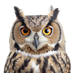 Obraz premium A portrait of an owl isolated on a transparent background