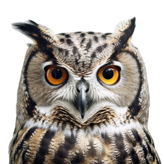 Fototapeta premium A portrait of an owl isolated on a transparent background