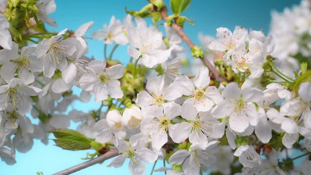White cherry blossoms on a branch in spring, with clear blue sky in the background and a gentle breeze moving the delicate flowers
