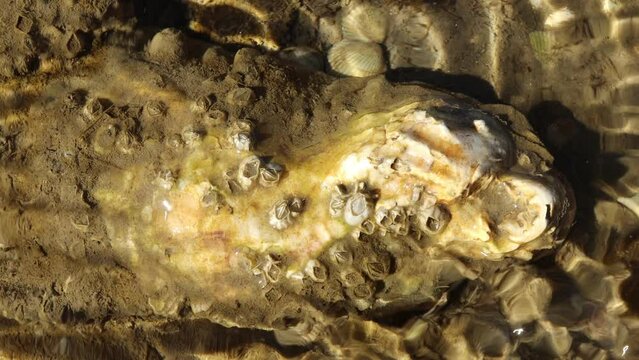 Pazifische Auster (Magallana gigas) mit lebenden Seepocken im ostfriesischen Watt