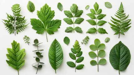 A flat lay of green leaves arranged around a white background
