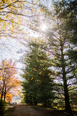 Obraz premium Autumn in the forest