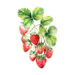 Watercolor illustration of strawberry isolated on white background.