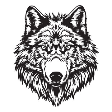 Black and white face of a wolf. vector illustration on white background