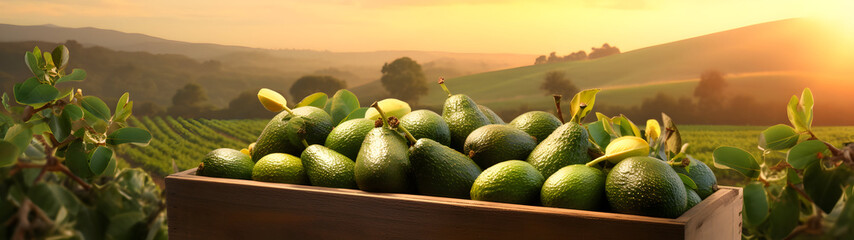 Avocado harvested in a wooden box in a field with sunset. Natural organic vegetable abundance. Agriculture, healthy and natural food concept. - obrazy, fototapety, plakaty
