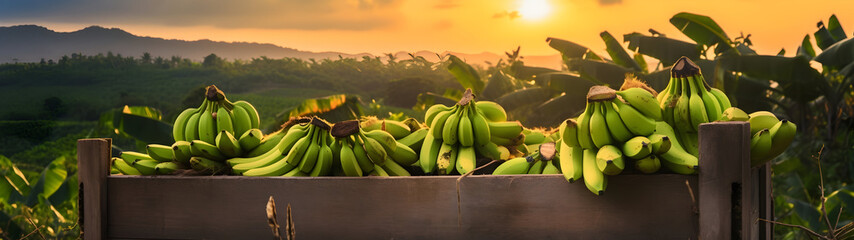 Banana bunches harvested in a wooden box in banana plantation with sunset. Natural organic fruit abundance. Agriculture, healthy and natural food concept.
