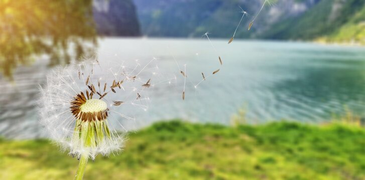 A dandelion flower with seeds flying on outdoor