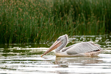 great gray pelican. short in lake Elementaita Nakuru Kenya