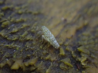 Ligurian Leafhopper (Eupteryx decemnotata)