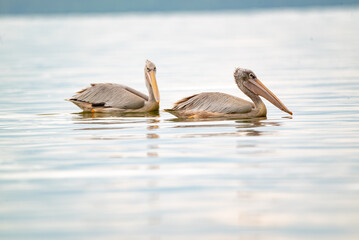 great gray pelican. short in lake Elementaita Nakuru Kenya