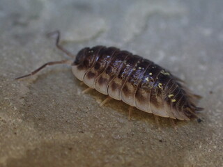 Common Shiny Woodlouse (Oniscus asellus)