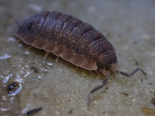 Common Rough Woodlouse (Porcellio scaber)