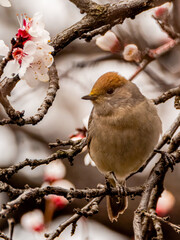Eurasian blackcap female and blossoms