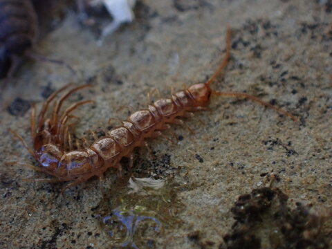 A Stone Centipede (Lithobius)
