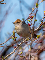 Eurasian blackcap female