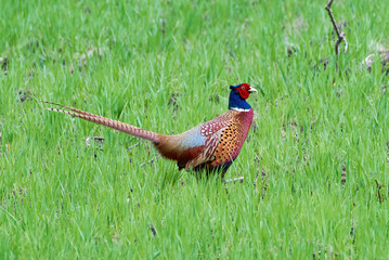 Common pheasant male in natural habitat (Phasianus colchicus)