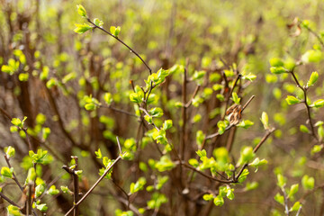 Closeup of a twig with green leaves on a woody plant