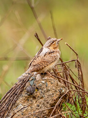 Eurasian wryneck