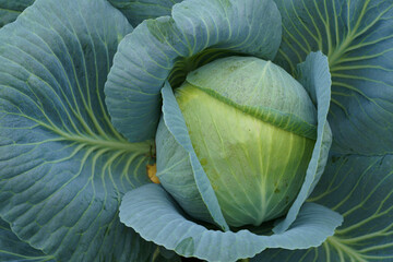 Fresh Cabbage Head in a Garden at Dawn